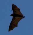 0126-1030 Australia day - bats (1266657)